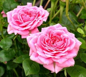 SUGAR AND SPICE (Patio)